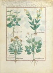 Fila superiore: Aristolochia Rotundi e Aristolochia Longua. Fila inferiore: Armoise e Artemesia, illustrazione da The Simple Book of Medicines, di Matteaus Platearius 124r